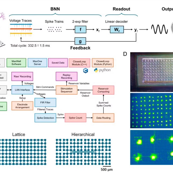 日本科学家成功训练大鼠神经元,实现实时 AI 计算任务